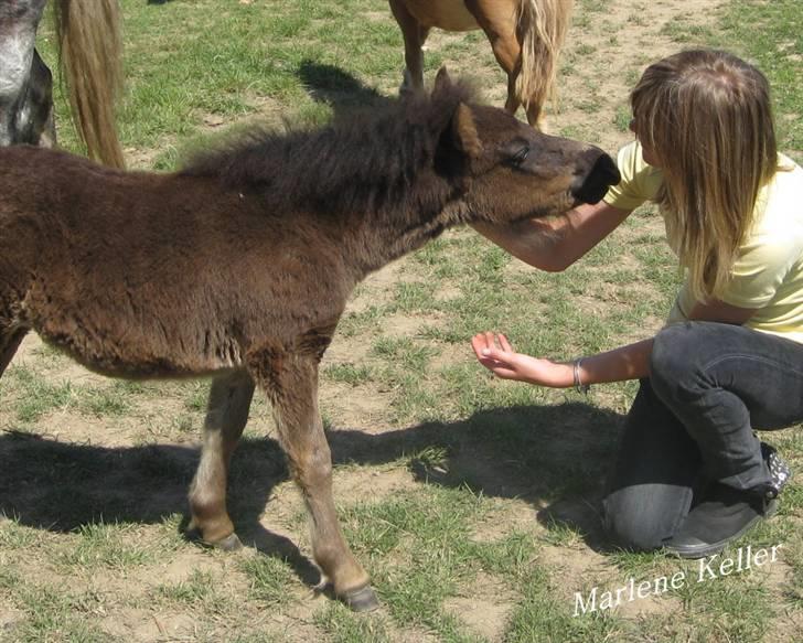 Anden særlig race Hope SOLGT - sommer 08. 3 måneder. foto: Mor. billede 8