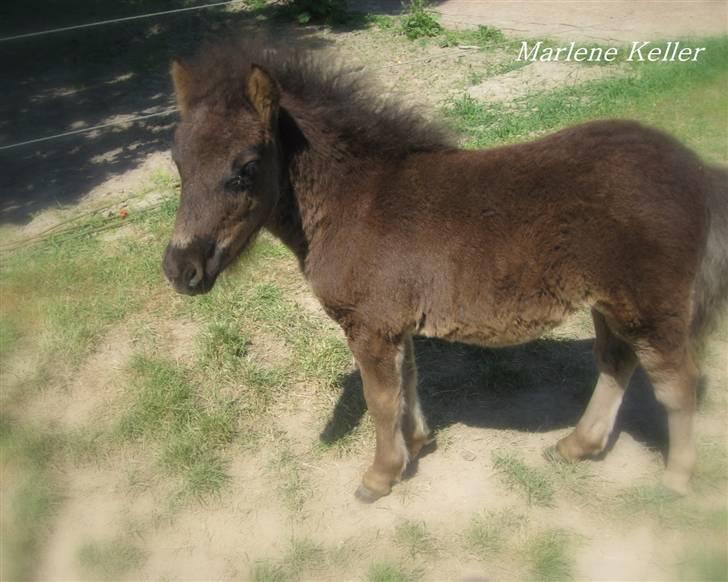 Anden særlig race Hope SOLGT - sommer 08. 3 måneder. foto: Mor billede 9