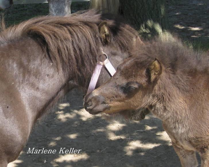 Anden særlig race Hope SOLGT - sommer 08. 3 måneder. foto: Mor billede 10