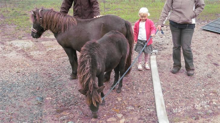 Anden særlig race Hope SOLGT - september 08. første dag på tvedgaard. søster Sophie, hope og hopes mor. foto: Mor billede 11