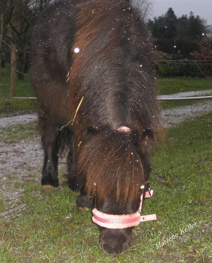 Anden særlig race Hope SOLGT - Vinter 08. 8 måneder. foto: Marlene billede 12