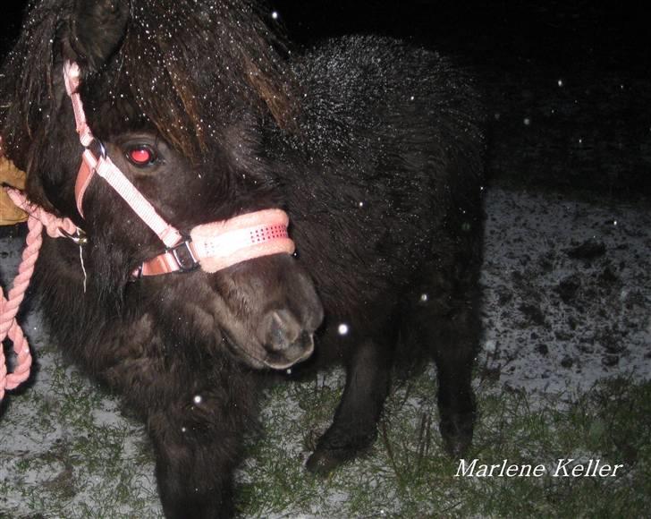 Anden særlig race Hope SOLGT - Vinter 08. 8 måneder. foto: Marlene billede 13