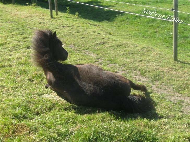 Anden særlig race Hope SOLGT - sommer 09. 1 år & 2 måneder. foto: Marlene billede 14