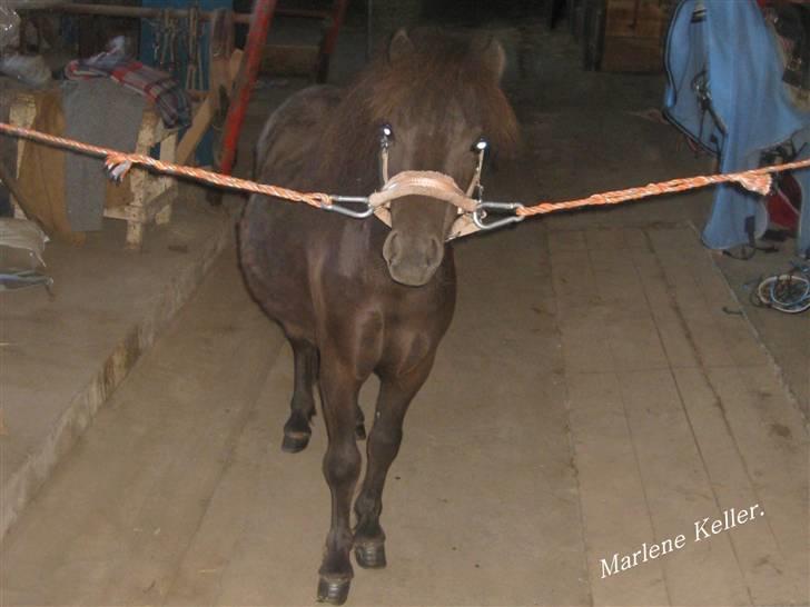 Anden særlig race Hope SOLGT - sommer 09. 1 år & 2 måneder. foto: Marlene billede 15