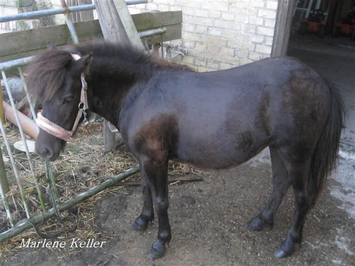 Anden særlig race Hope SOLGT - Sommer 09. første vask. 1 år & 2 måneder. foto: Marlene billede 16