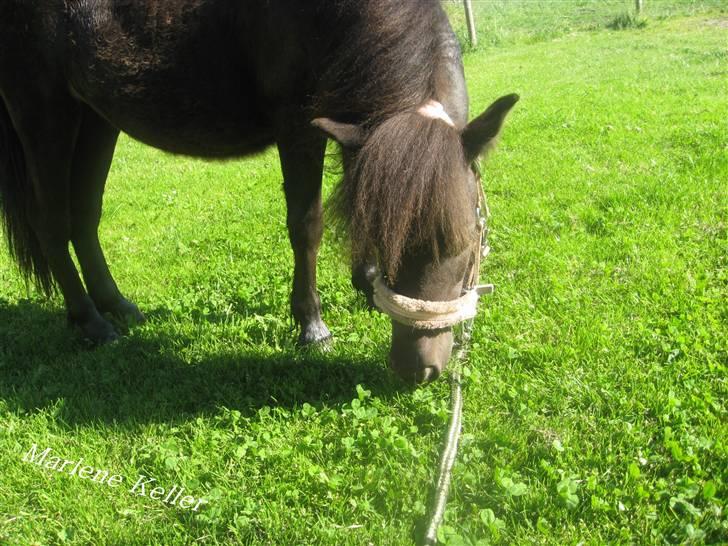 Anden særlig race Hope SOLGT - sommer 09. hope på tur. foto Marlene.  billede 17