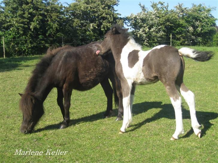Anden særlig race Hope SOLGT - sommer 09. hope og føline på sommergræs. foto Marlene. billede 18