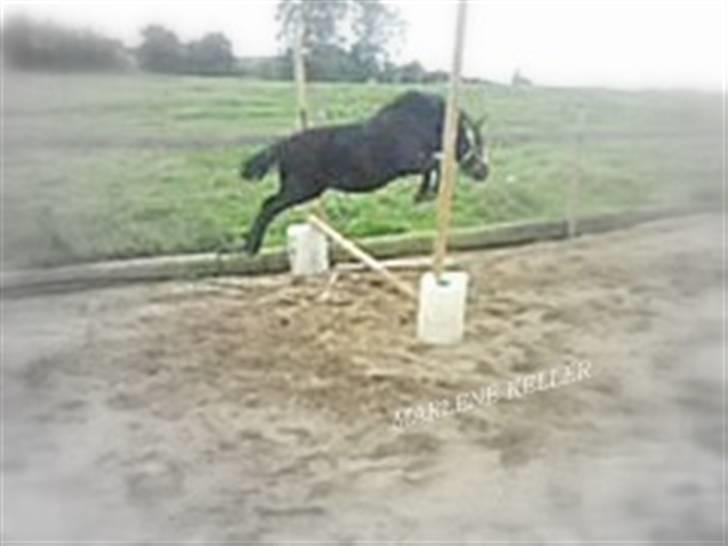 Anden særlig race Hope SOLGT - Sommer 09. Hopes første møde med et spring. foto: lotte. billede 20