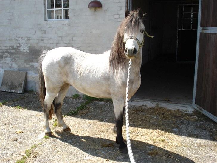 Welsh Pony (sec B) Bangs Tempo *SOLGT* - Bang´s Tempo <3 (D. 20/5-2010) billede 1