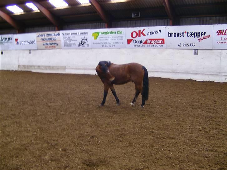 Anden særlig race Buster billede 3