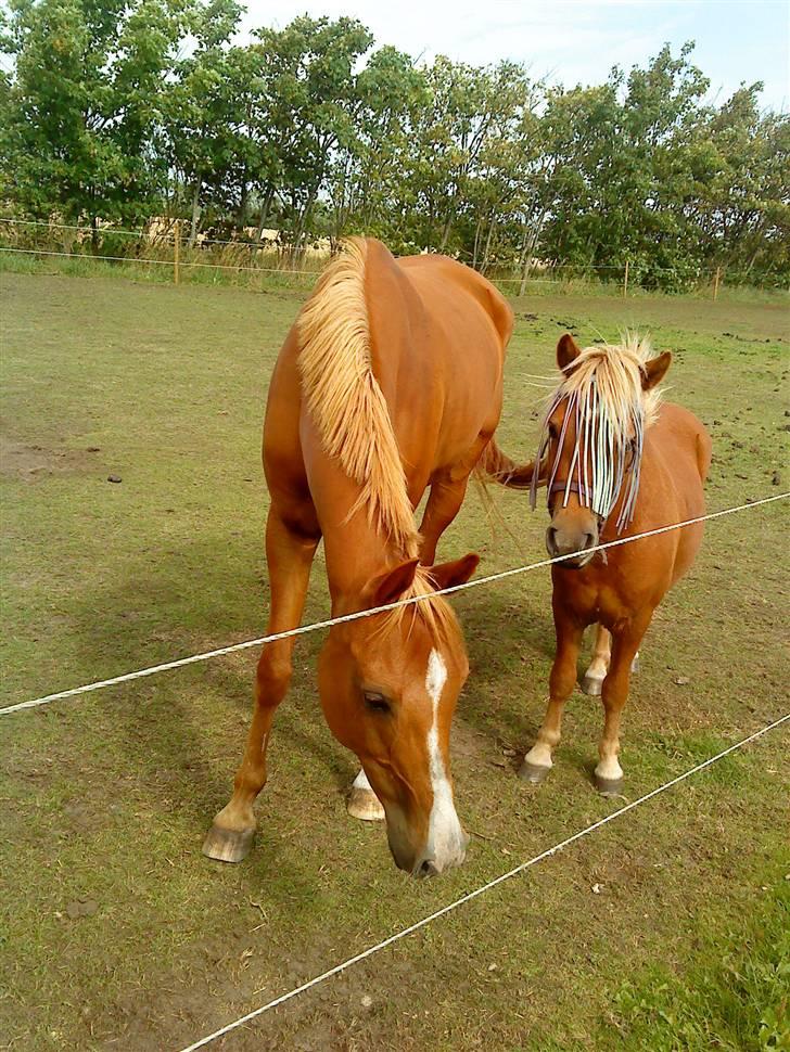 Anden særlig race Hubert *RIP* - Hubte & Polle sommeren ´09 <3 billede 15