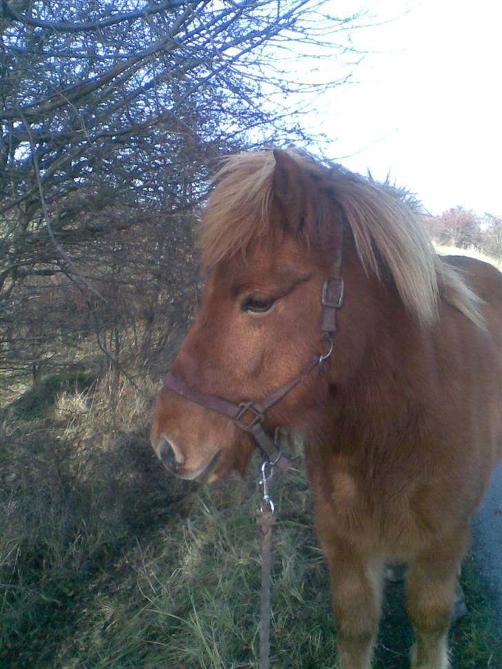 Islænder Nókkvi - Velkommen til Nókkvi´s Profil ;b billede 1