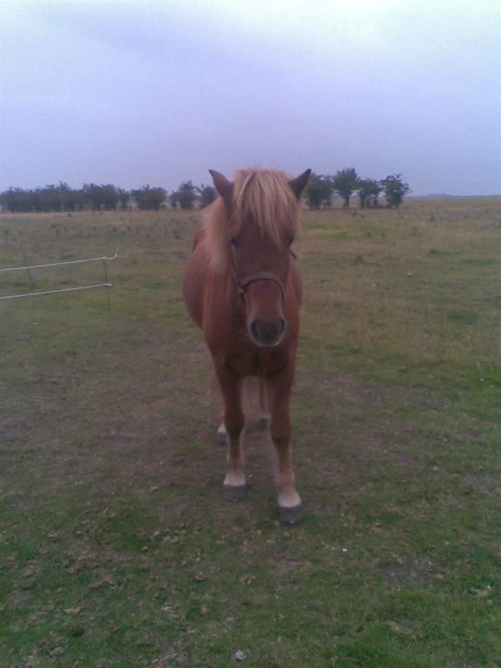 Islænder Nókkvi - Lille pause til træning :b billede 2