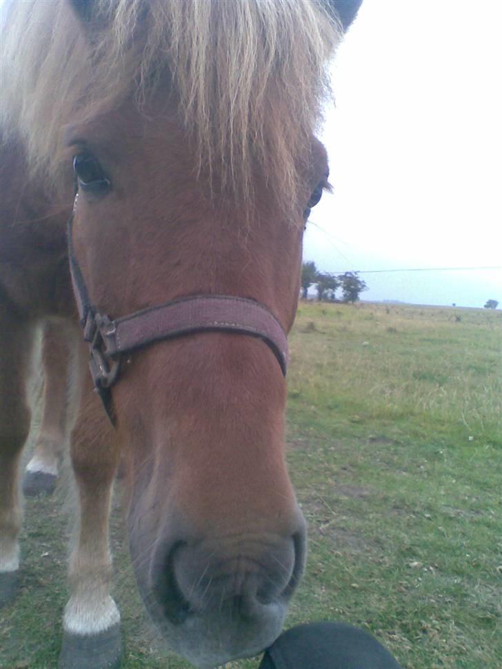 Islænder Nókkvi - Han kom af sig selv. Min lille ponze <3 billede 3