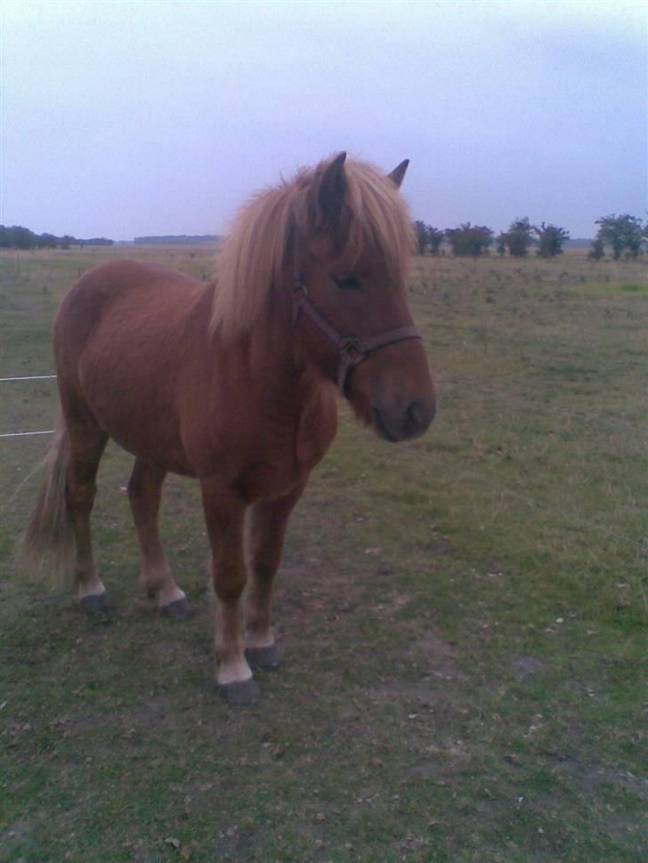 Islænder Nókkvi - Kigger længselsfuldt på leddet .. billede 4