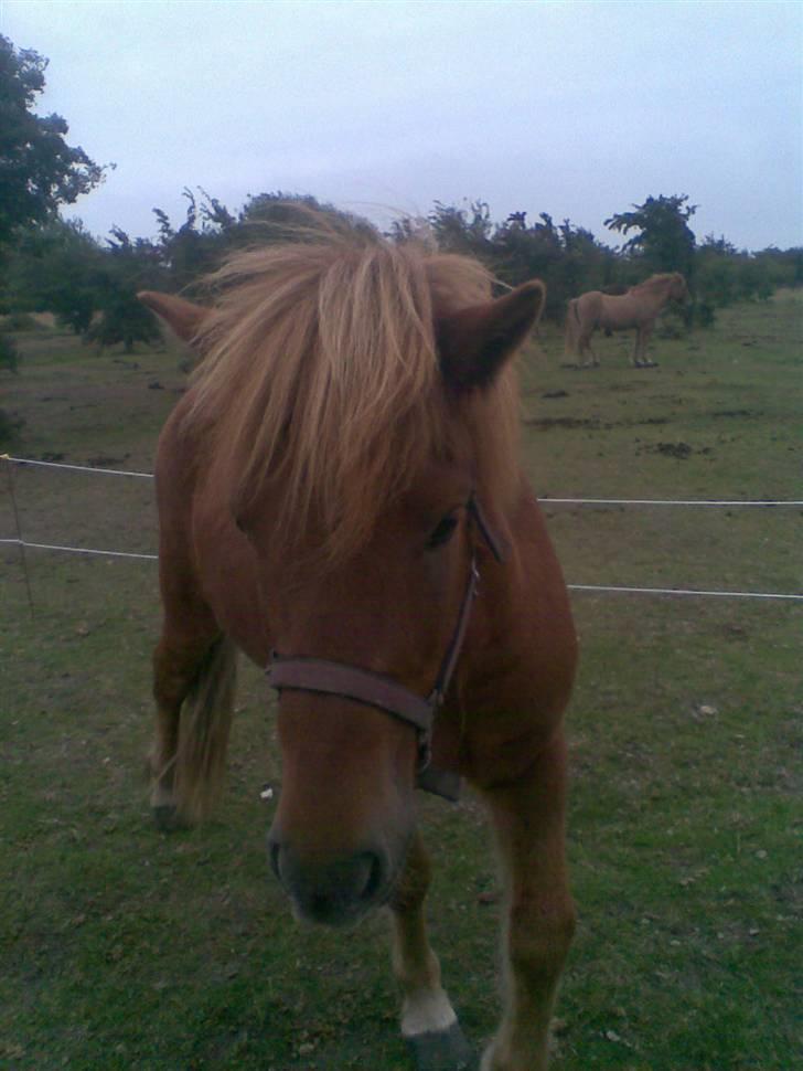 Islænder Nókkvi - Kom af sig selv igen <3 billede 5
