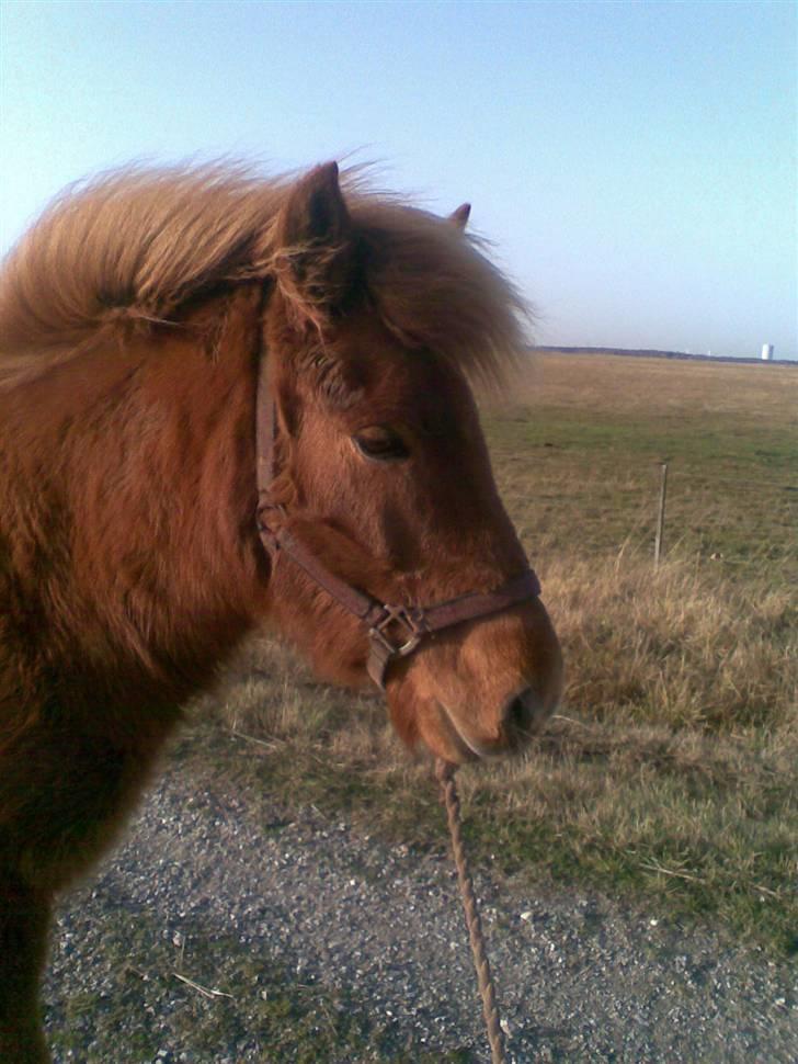 Islænder Nókkvi - Med vind i manen på vej hjem :D billede 6