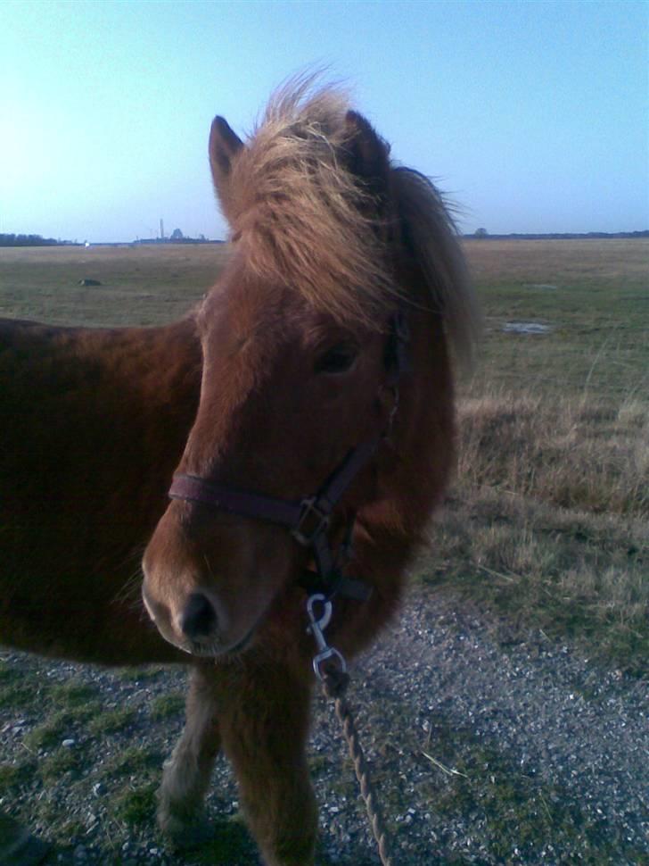 Islænder Nókkvi - På tur med Nókker <3 billede 7