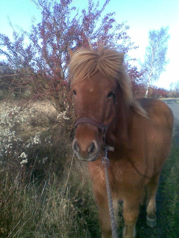 Islænder Nókkvi - <3 Love ya! <3 billede 8