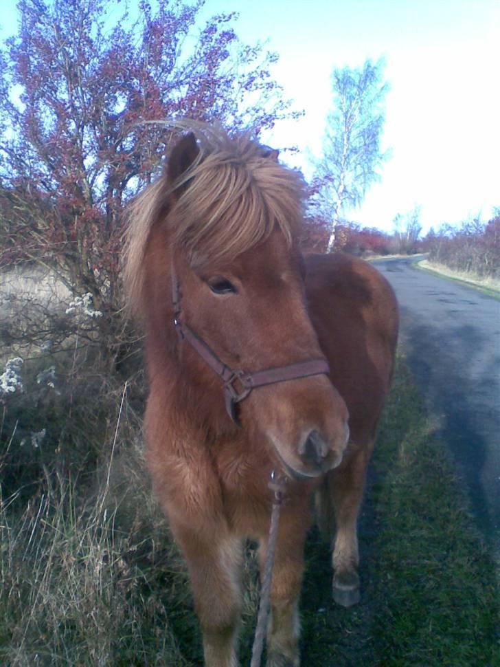 Islænder Nókkvi - På tur igen <3 billede 9