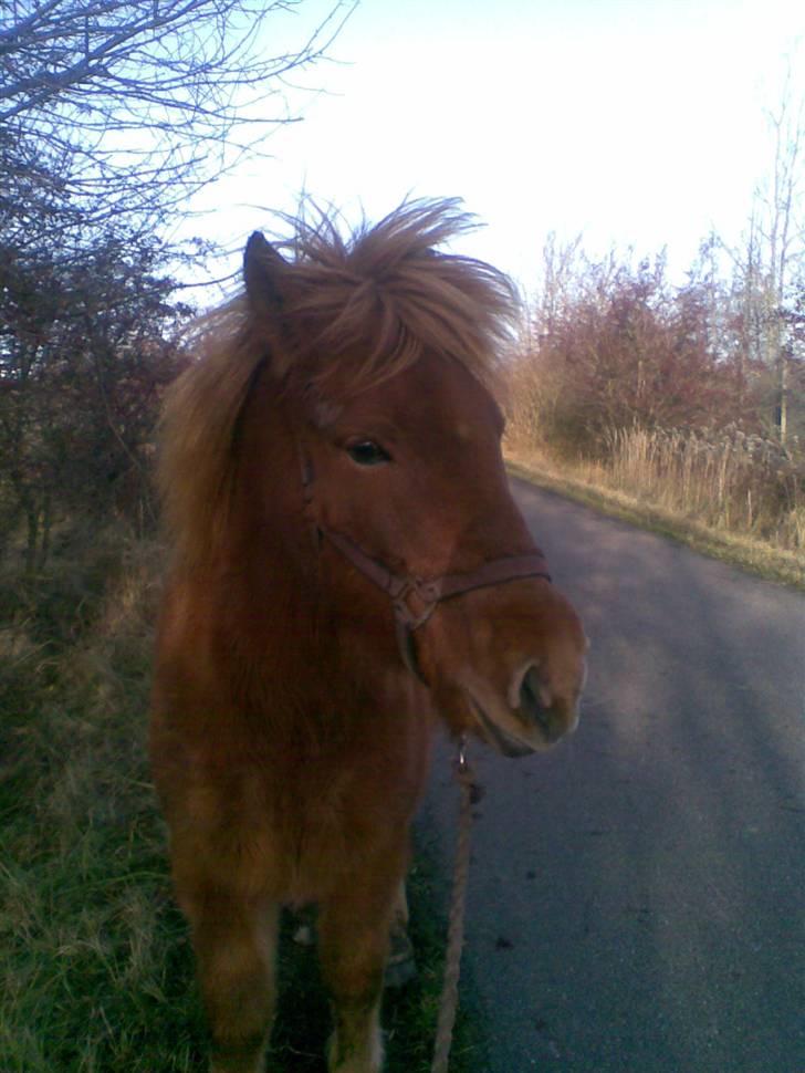 Islænder Nókkvi - <3 billede 10