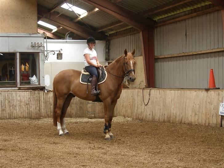 Belgisk varmblod Excalibur Drum "U" VH - første dag med baby hest <3 billede 10