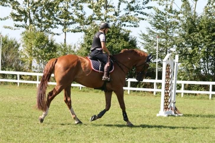 Belgisk varmblod Excalibur Drum "U" VH - :)  billede 11