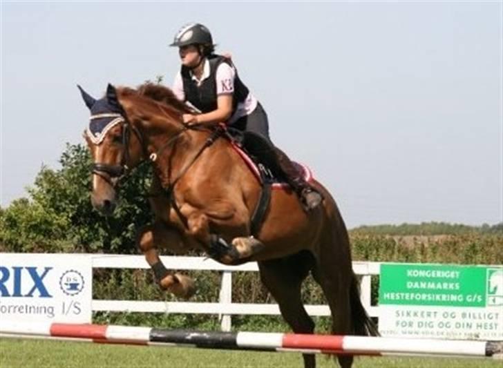 Belgisk varmblod Excalibur Drum "U" VH - en af de første dage vi sprang<3 billede 12