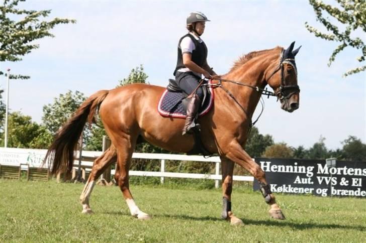 Belgisk varmblod Excalibur Drum "U" VH - på vej mod et spring ;) billede 13