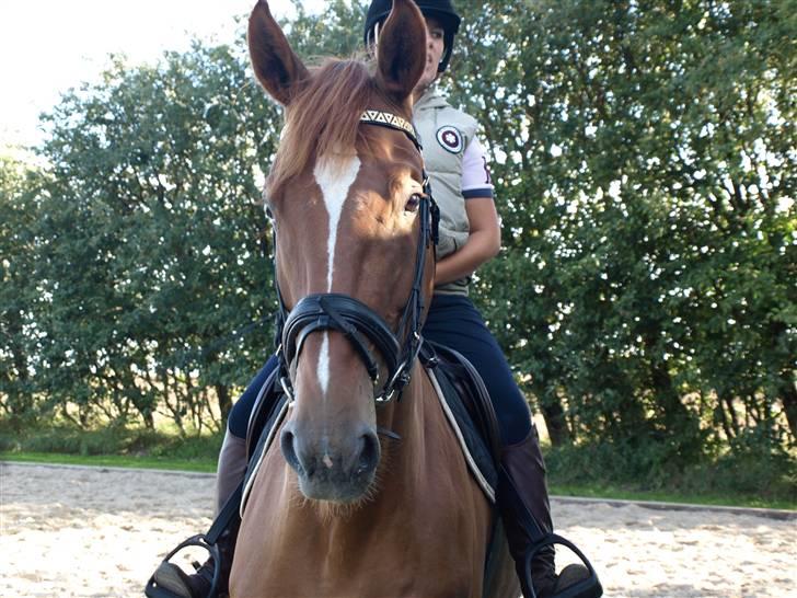 Belgisk varmblod Excalibur Drum "U" VH billede 14