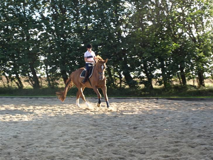 Belgisk varmblod Excalibur Drum "U" VH billede 15