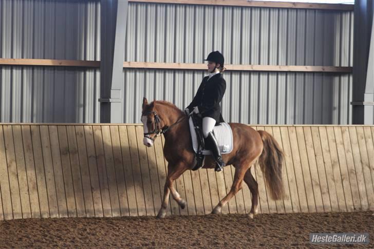 Anden særlig race Chiquita-B-pony *solgt* - Taget af Anne Krogh :) <3 billede 11