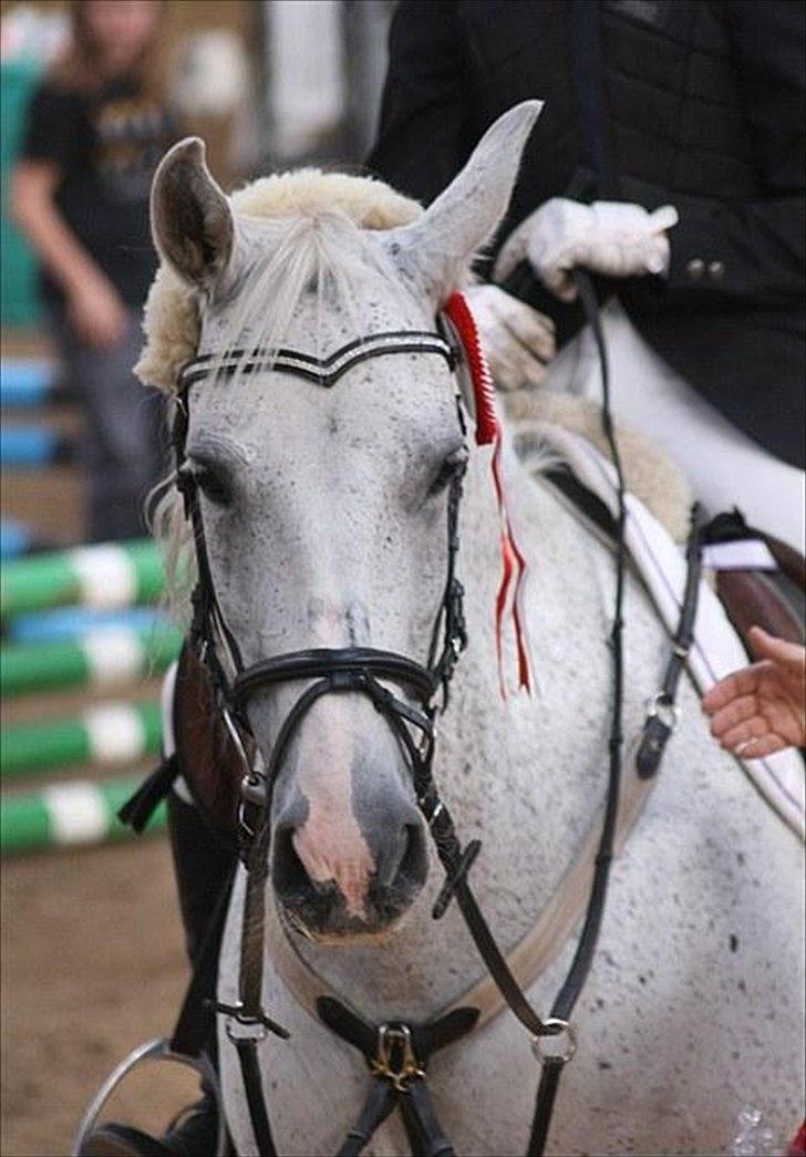 Oldenborg Emdegårds Ninet - 15 år - September 2010 *Foto: Rikke* billede 3