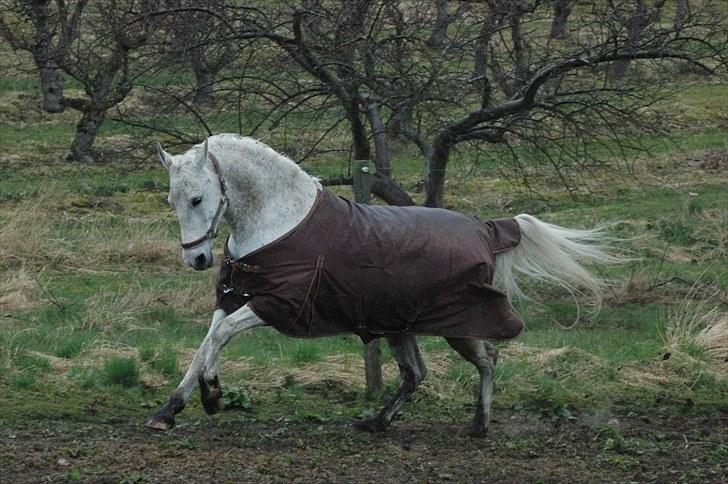 Oldenborg Emdegårds Ninet - 15 år - April 2010 *Foto: Mig* Tak fordi i kiggede forbi. billede 19