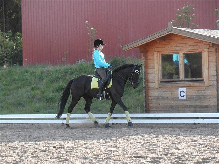 New Forest Holmens Casina - Dressurundervisning i Vestbirk d. 19 Maj Foto: Sisse Skovbo billede 4