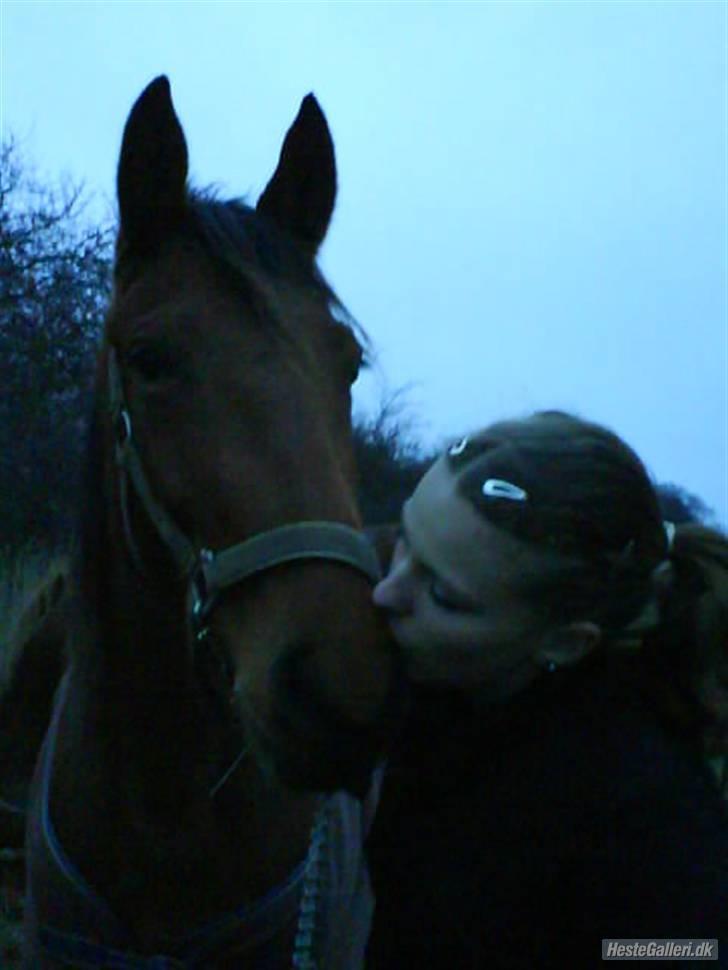 Holstener cheri billede 9