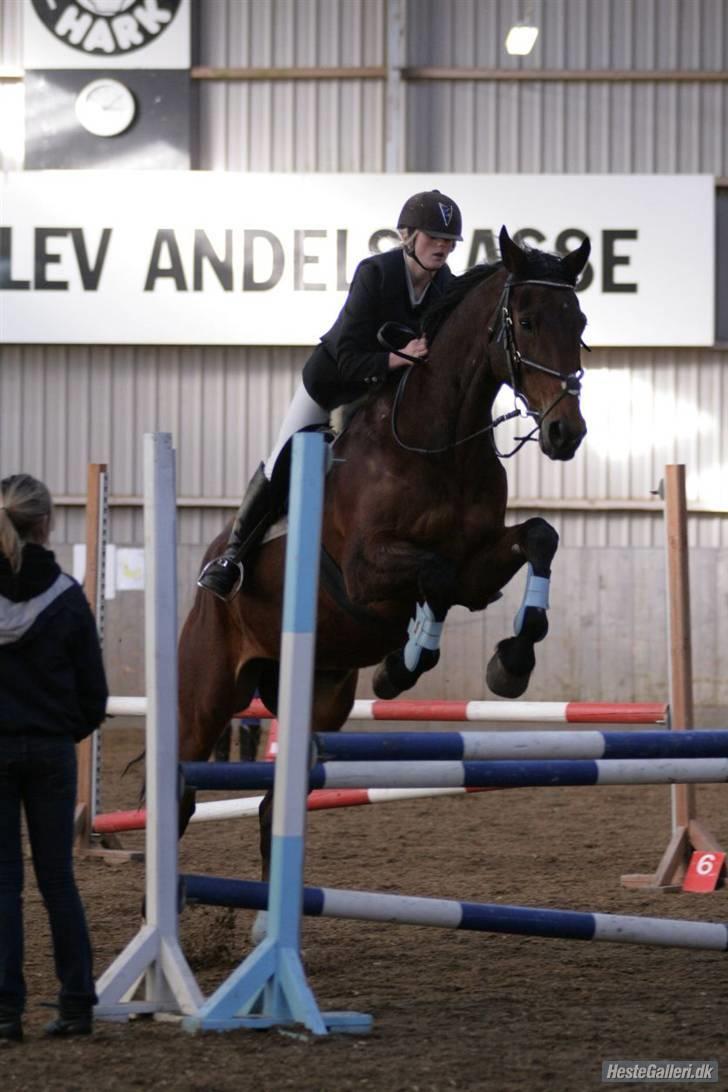Hollandsk Varmblod Orlando "Olle" -maria billede 12