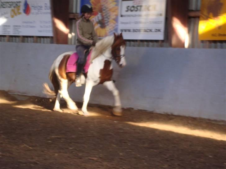 Pinto Apache - SOLGT - så dygtig hun er! :) billede 11