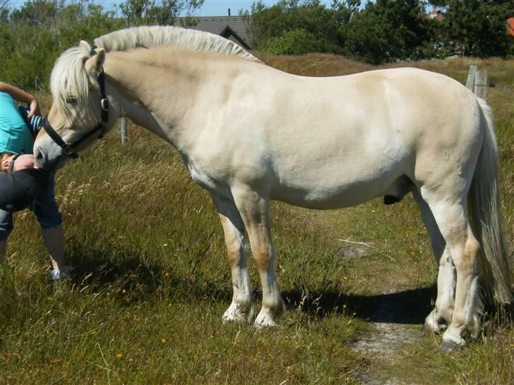 Fjordhest Lyrik Godthaab  - På tur på Fanø maj 09 billede 18