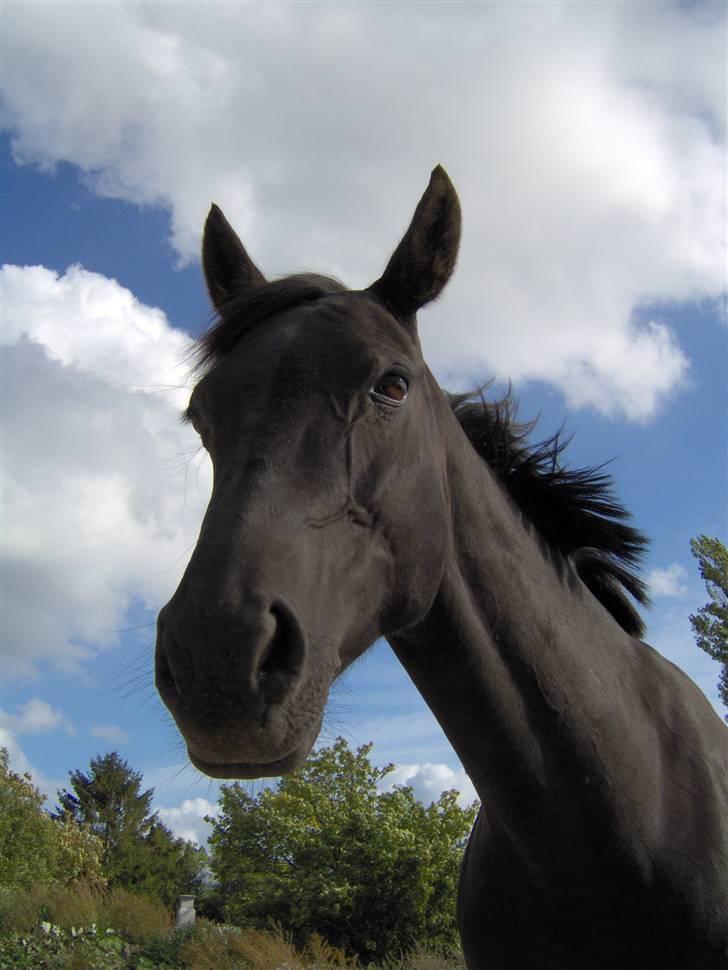Dansk Varmblod Sahra- Må du hvile i fred billede 11