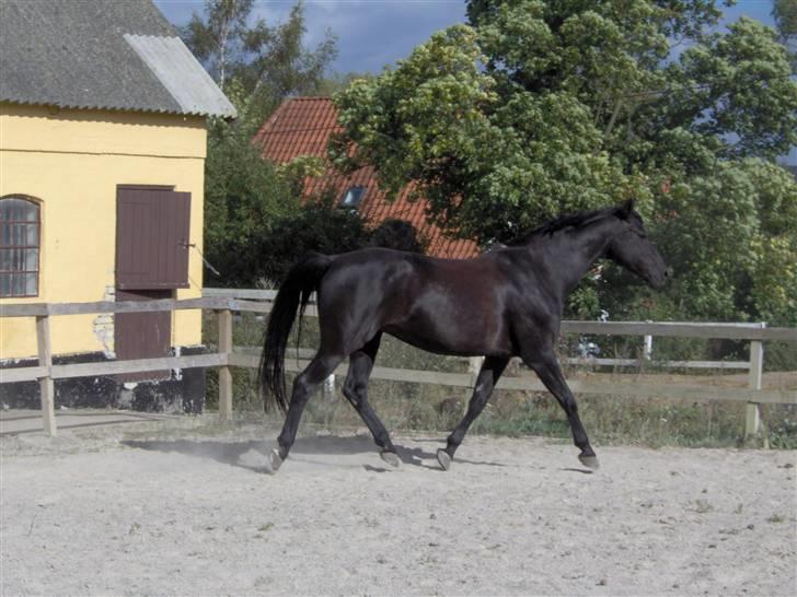 Dansk Varmblod Sahra- Må du hvile i fred billede 12
