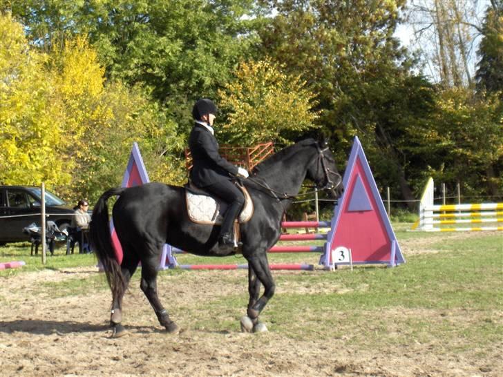 Dansk Varmblod Sahra- Må du hvile i fred billede 14