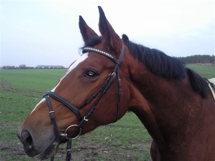 Dansk Varmblod Shirley R.I.P Fra d 21/10 - Smukke smukke, hoved :D billede 19