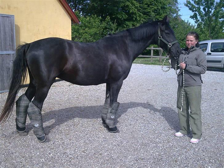 Dansk Varmblod Sahra- Må du hvile i fred billede 15