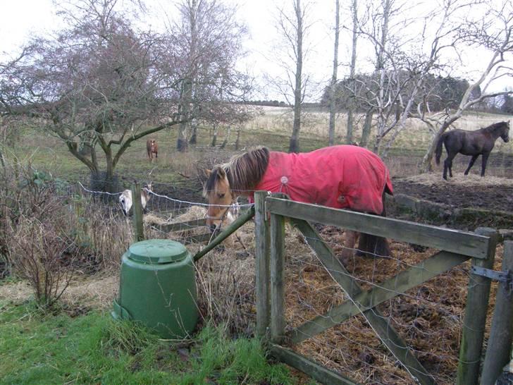 Oldenborg /Fjordhest - Vejlbygård's Yasmin-solgt- - nyt: 07 dec. Madglade Yasmin med mulen i høkassen billede 16