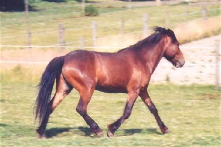 Islænder Skörungur f. lille nørregård[himmelhest] billede 6