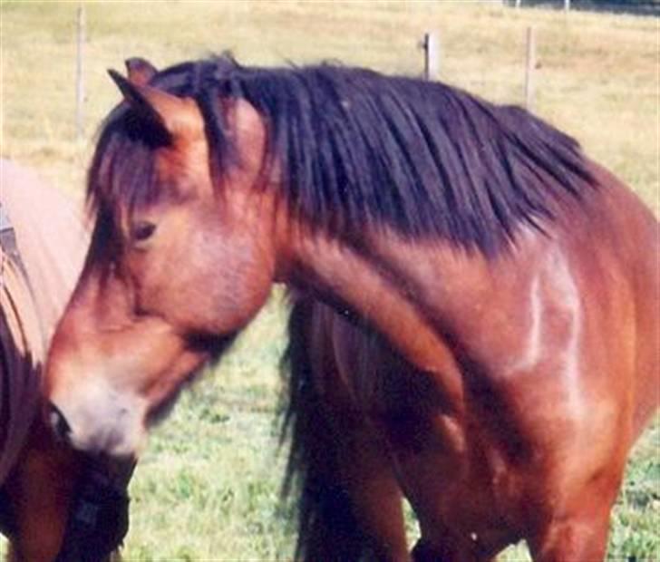 Islænder Skörungur f. lille nørregård[himmelhest] billede 7