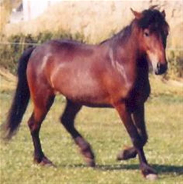 Islænder Skörungur f. lille nørregård[himmelhest] billede 8