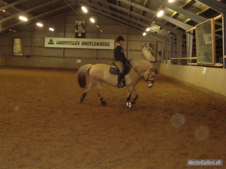 Fjordhest Kiwi / Diva Hovborg billede 16