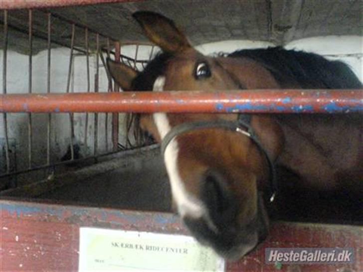 Anden særlig race Sevilla billede 15